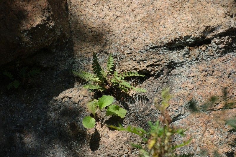 Woodsia subcordata photo 7