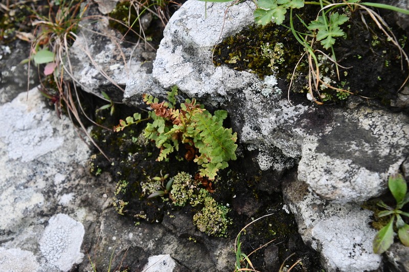 Woodsia subcordata photo 8