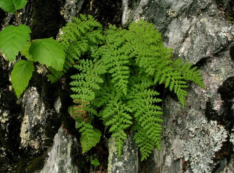 Woodsia taigischensis