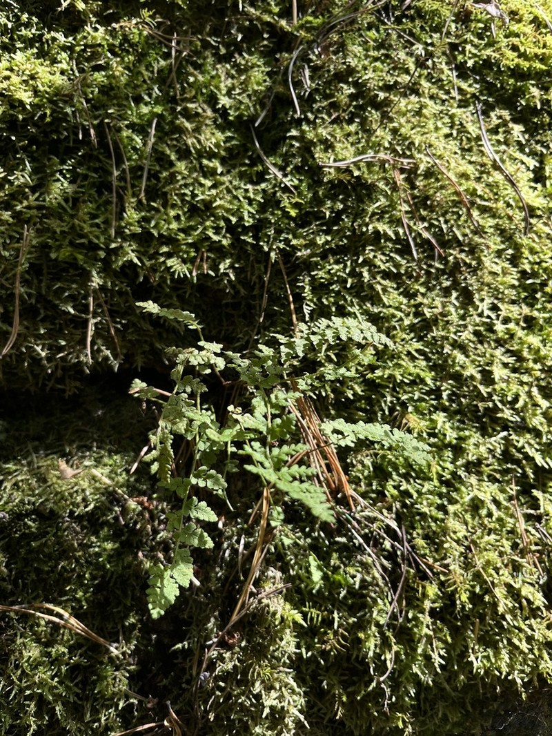 Woodsia taigischensis photo 2