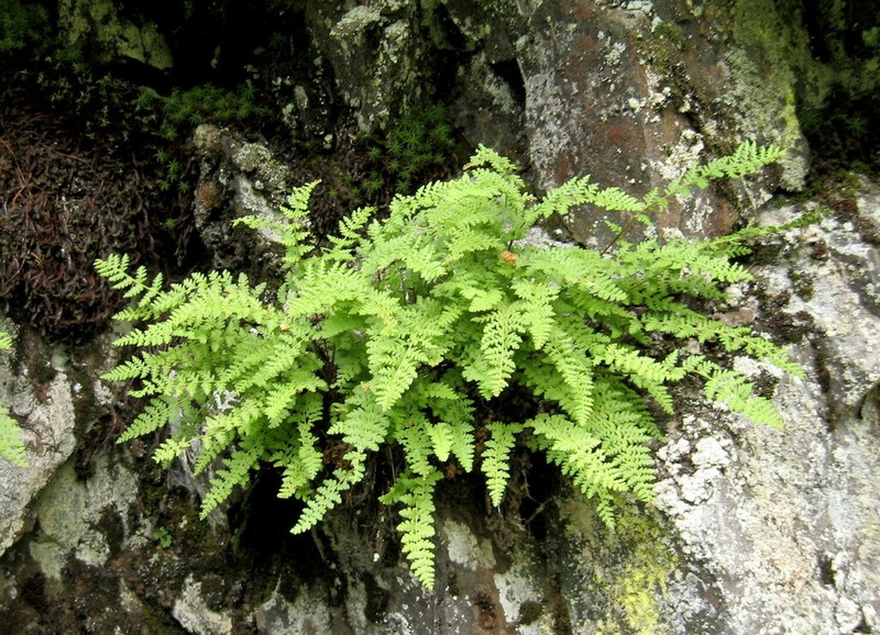 Woodsia taigischensis photo 3