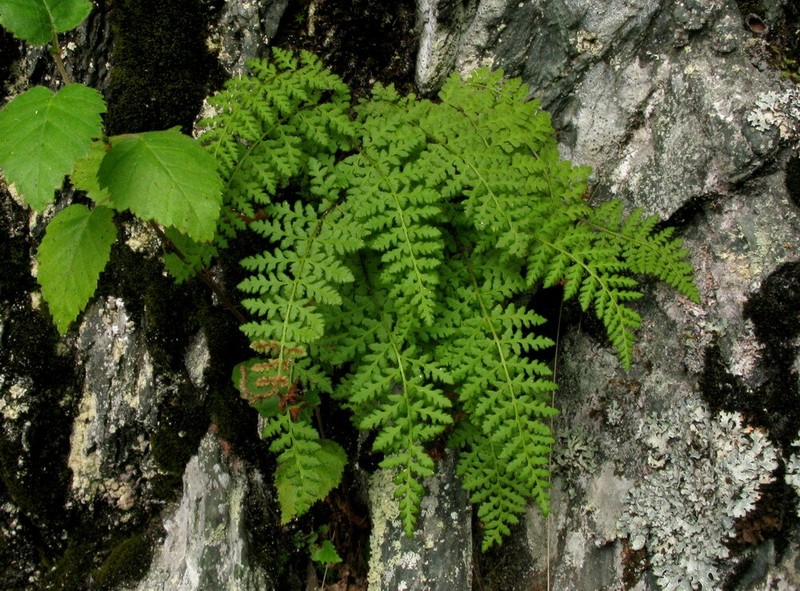 Woodsia taigischensis photo 4