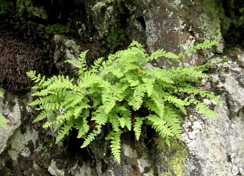 Woodsia taigischensis photo 5
