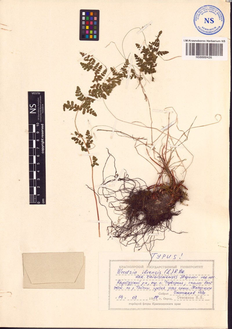 Woodsia taigischensis photo 6