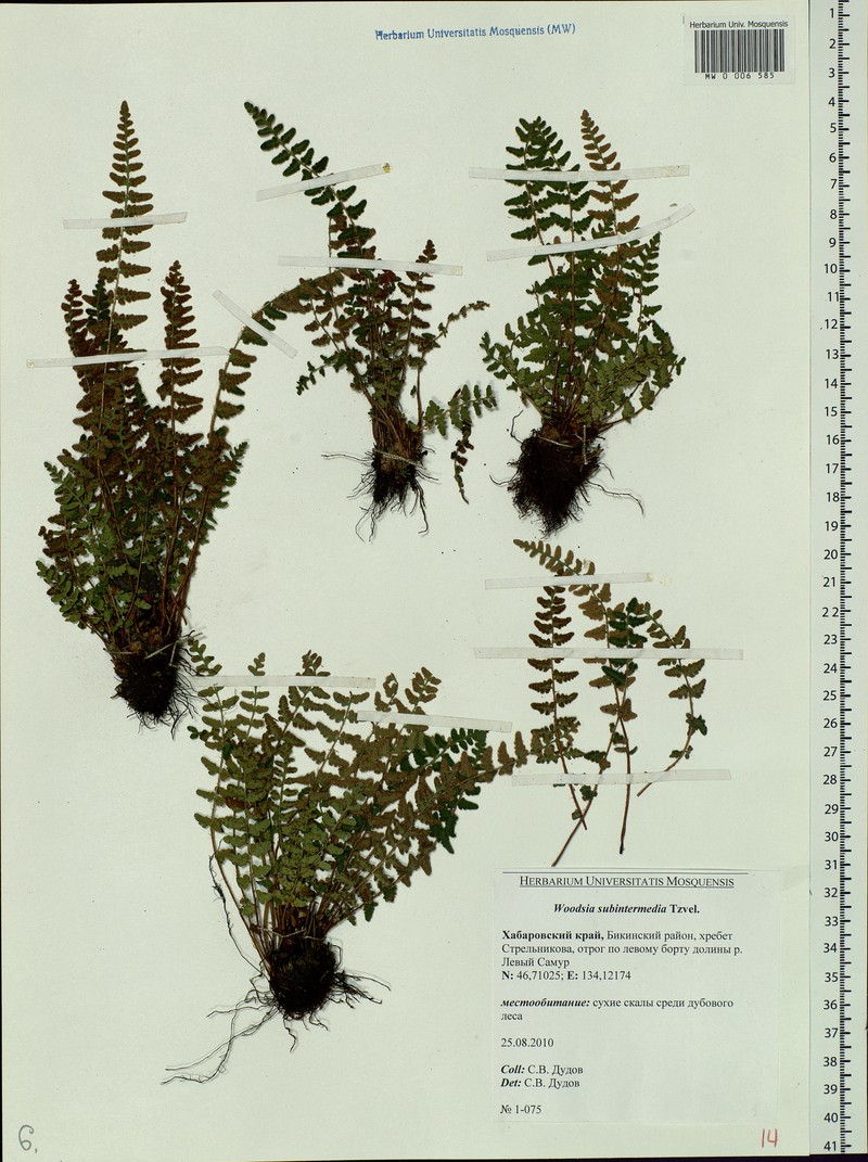 Woodsia taishanensis