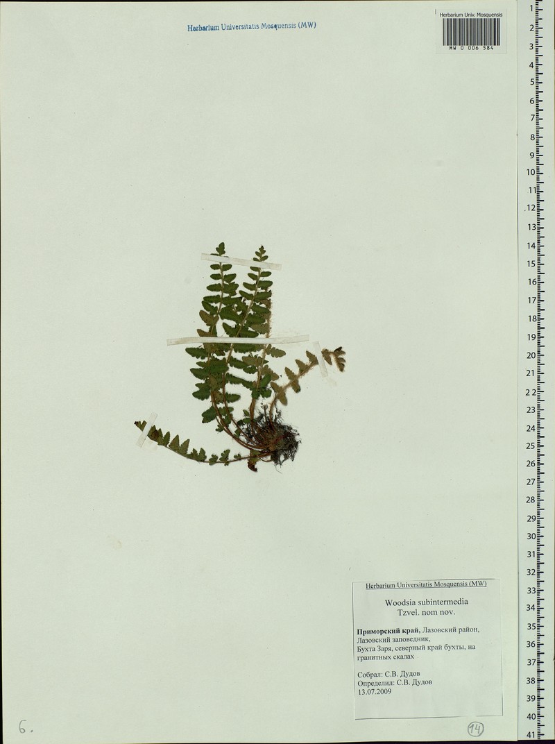 Woodsia taishanensis photo 2
