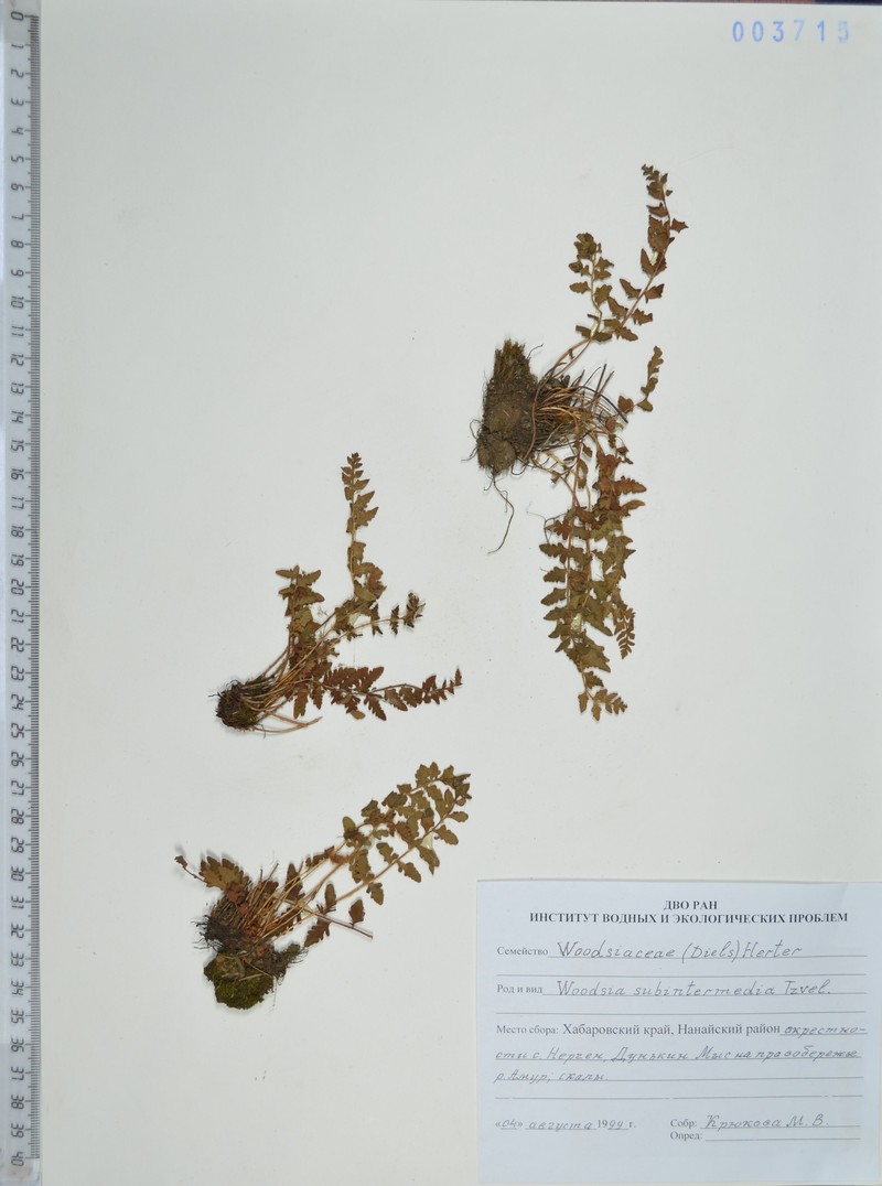 Woodsia taishanensis photo 3