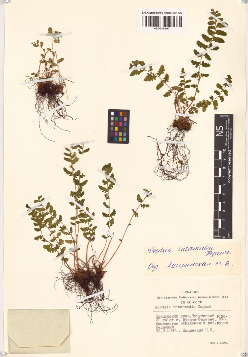 Woodsia taishanensis photo 4