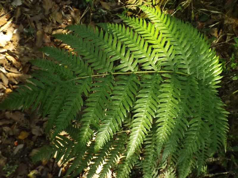 Woodwardia × semicordata