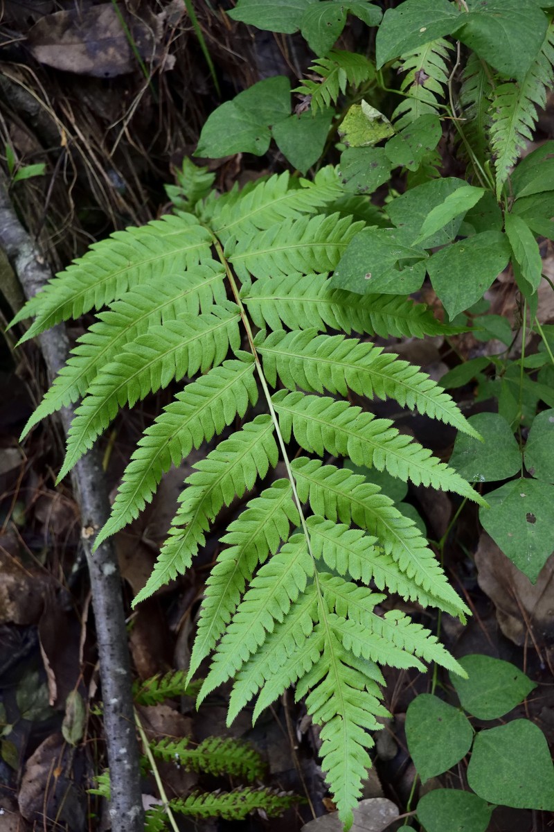 Woodwardia × semicordata photo 2