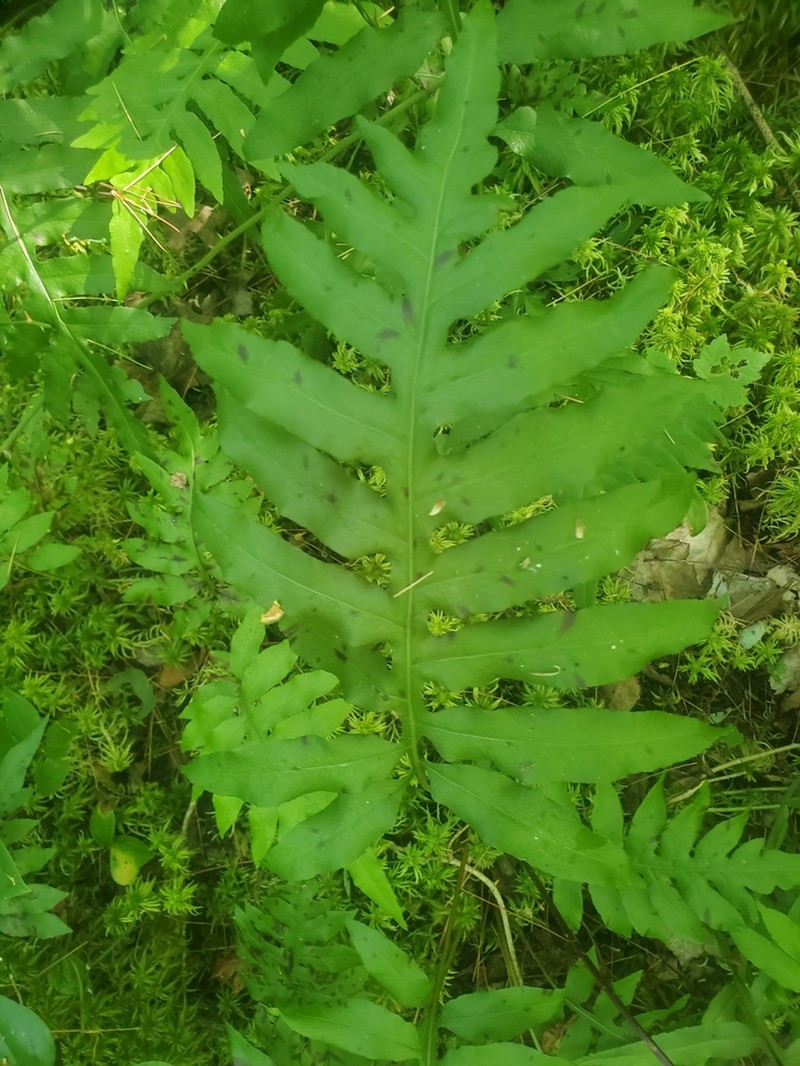 Netted Chainfern photo 5