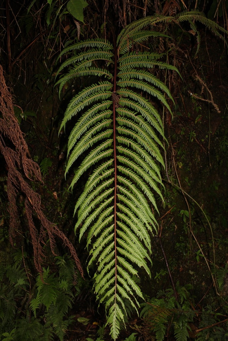 Woodwardia auriculata photo 2