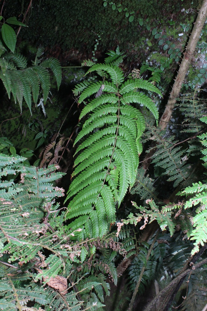 Woodwardia auriculata photo 3