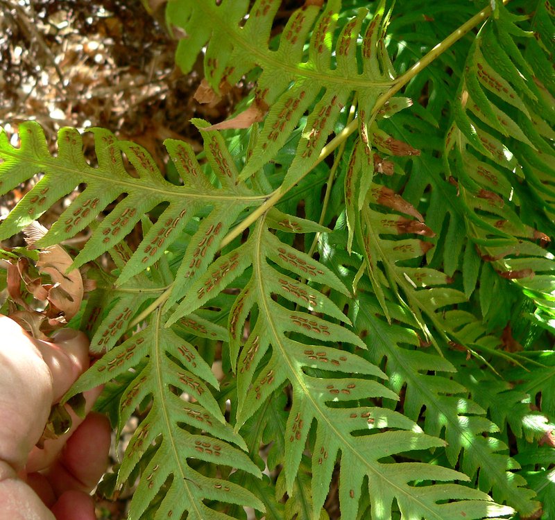 Giant Chainfern photo 7