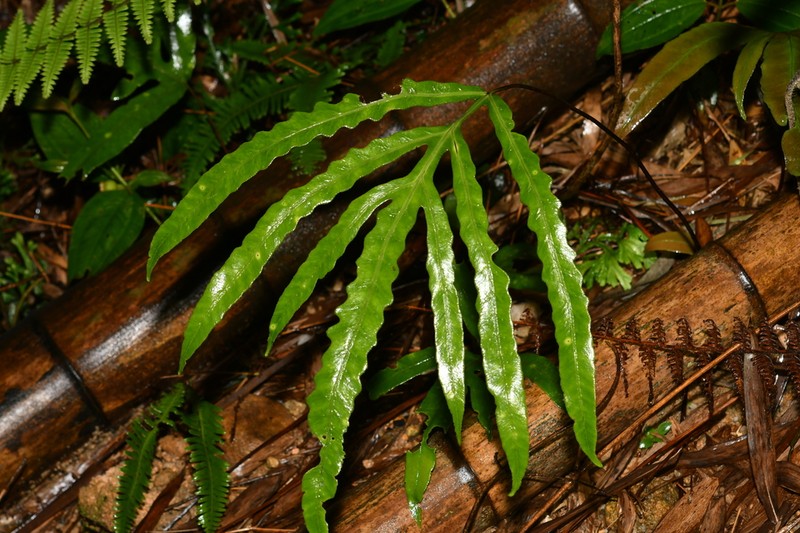 Woodwardia harlandii