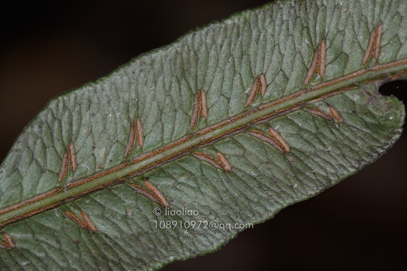 Woodwardia harlandii photo 2