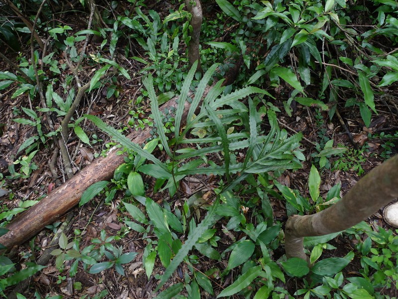 Woodwardia harlandii photo 3