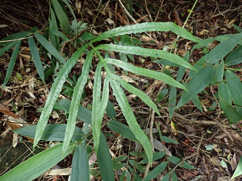 Woodwardia harlandii photo 5