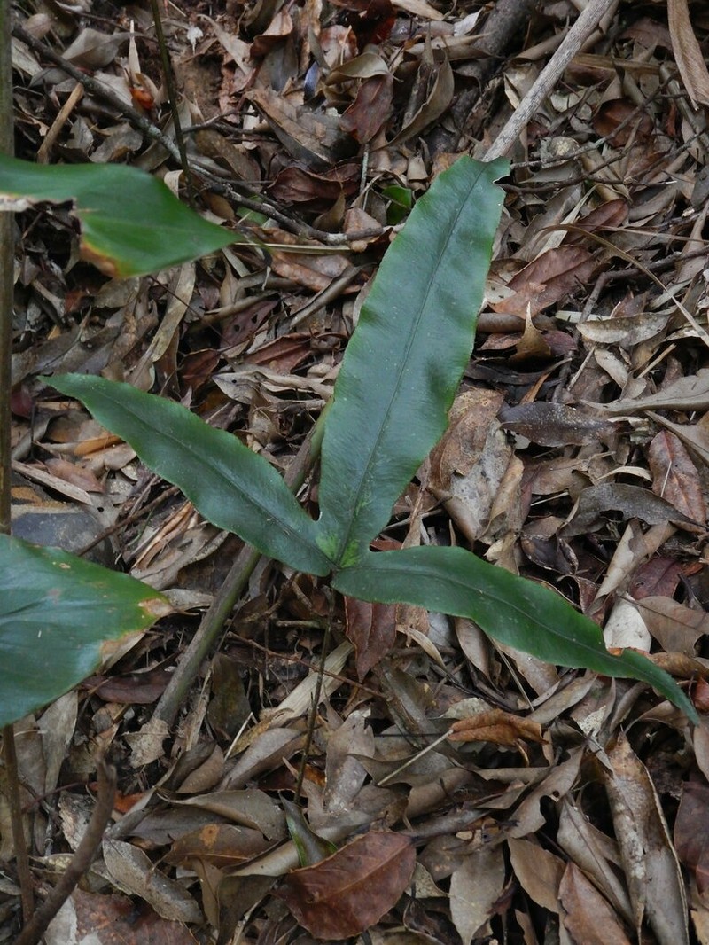 Woodwardia harlandii photo 6