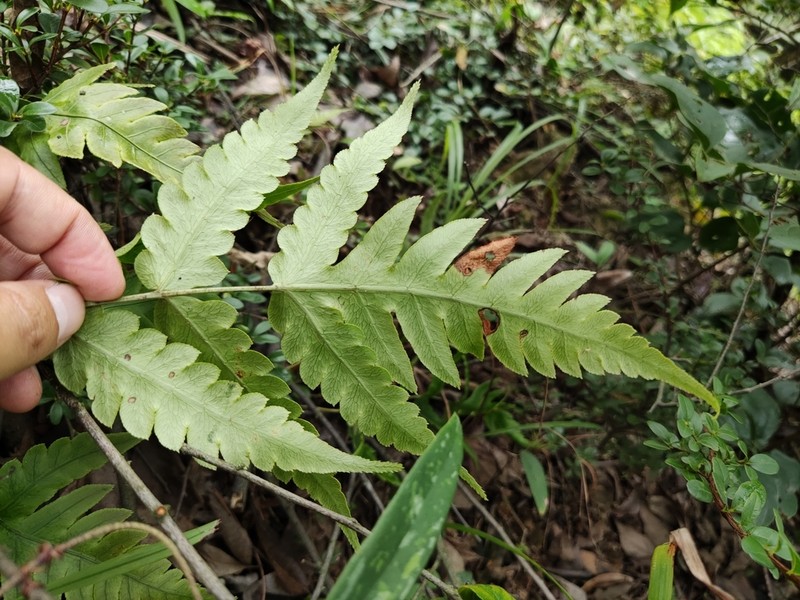 Woodwardia japonica photo 2