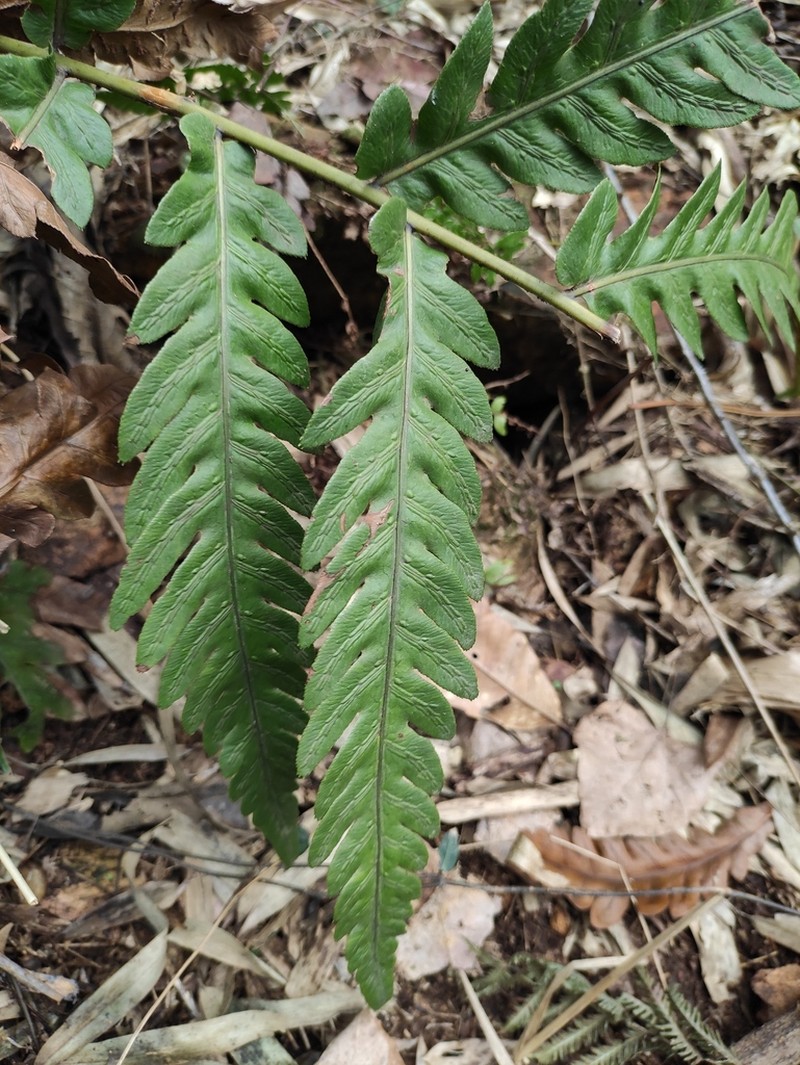 Woodwardia japonica photo 3