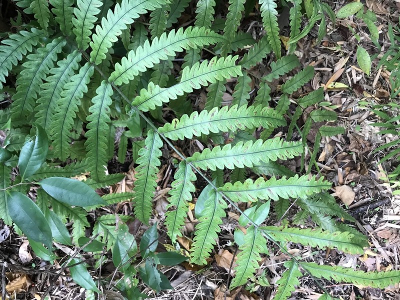 Woodwardia japonica photo 4