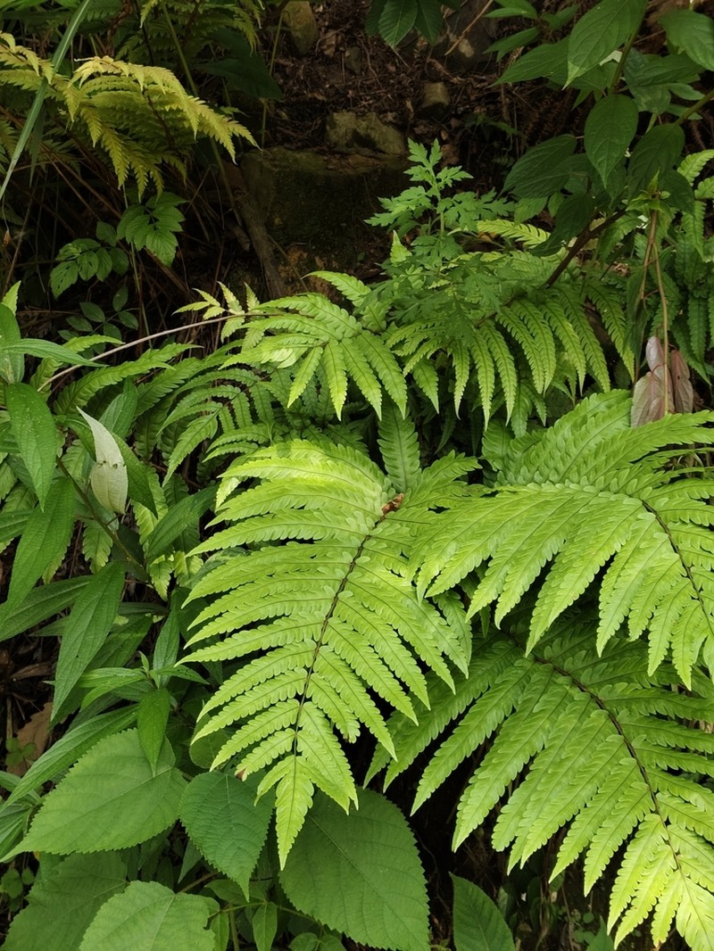 Woodwardia japonica photo 5