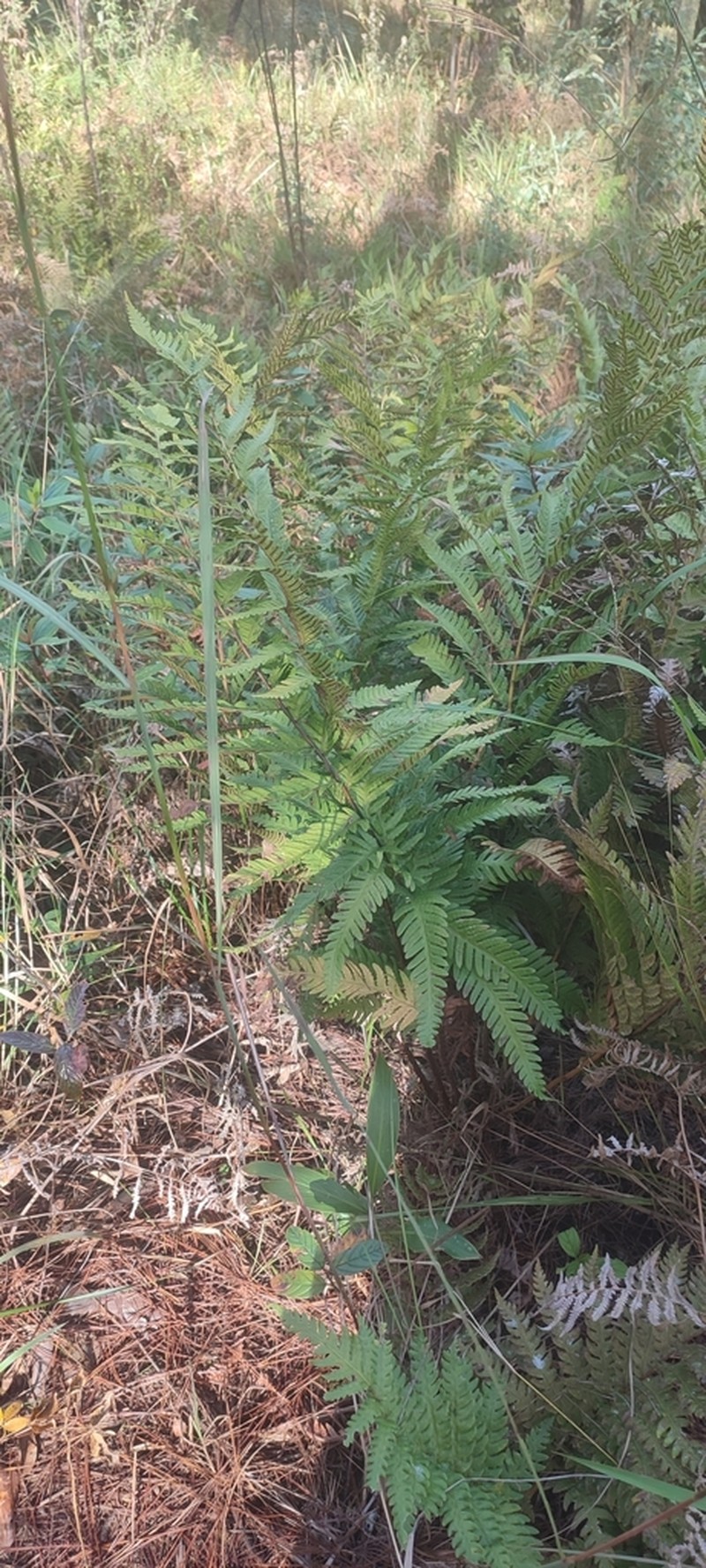 Woodwardia japonica photo 6