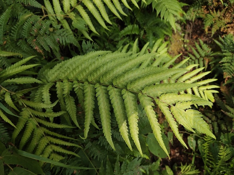Woodwardia japonica photo 7