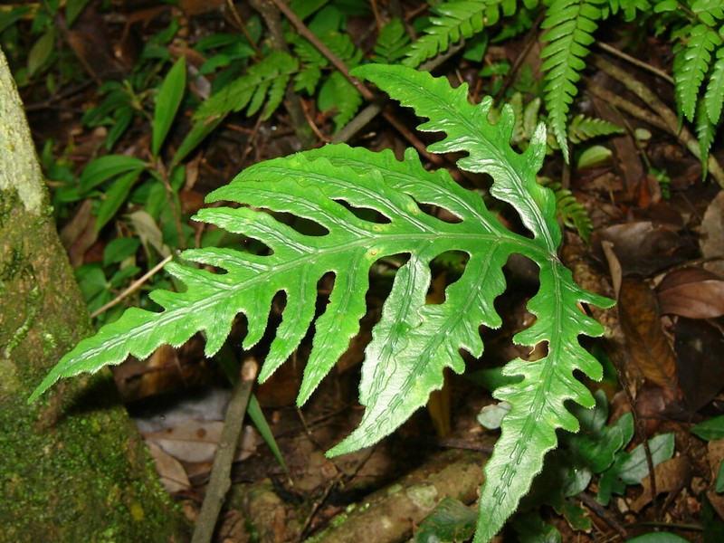 Woodwardia kempii