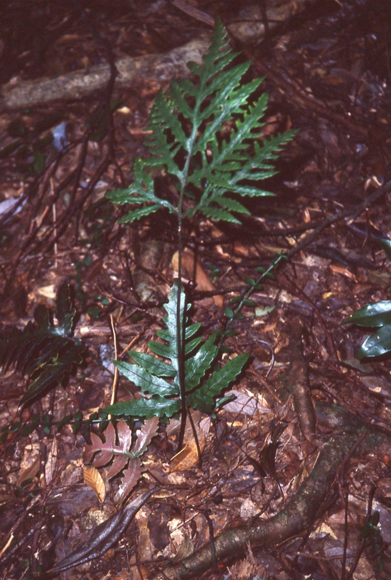Woodwardia kempii photo 2