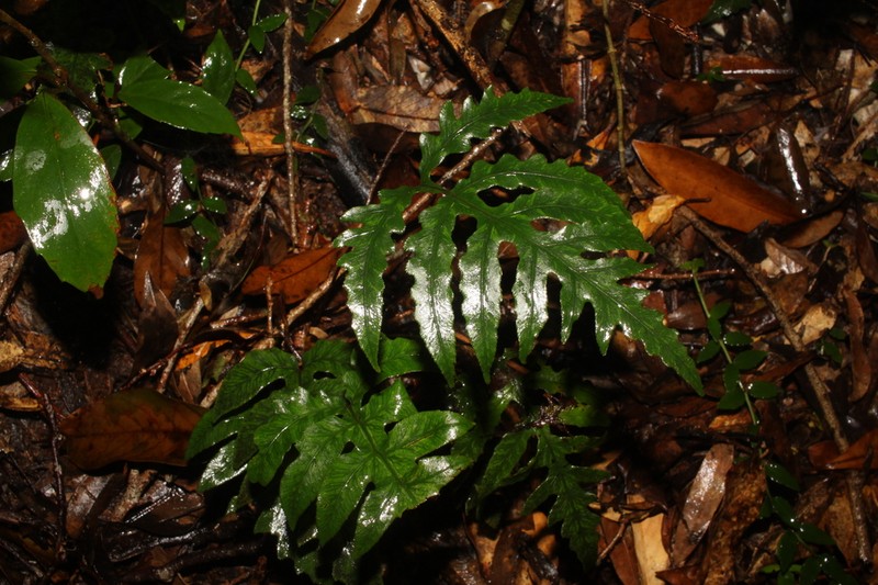 Woodwardia kempii photo 4