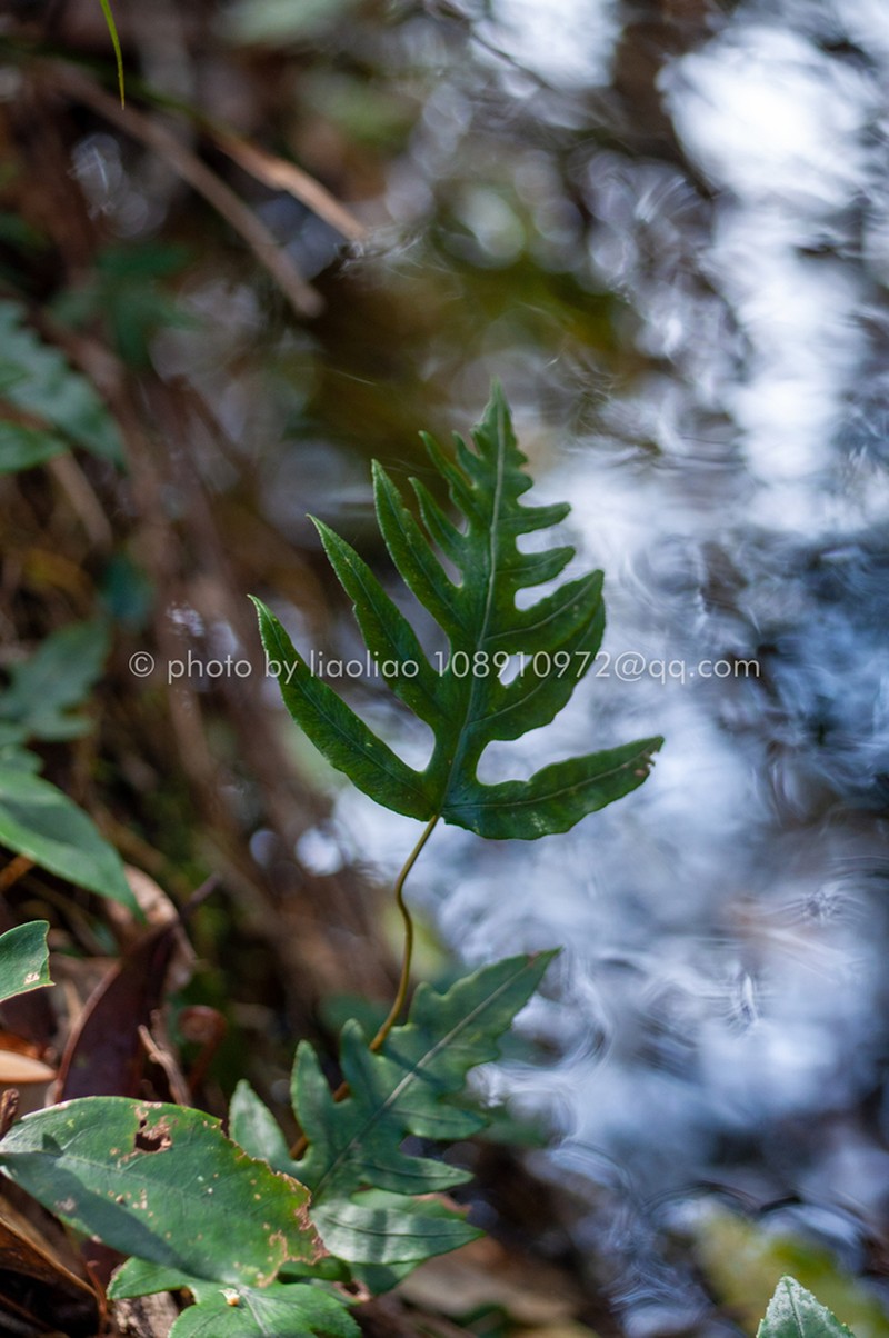 Woodwardia kempii photo 8