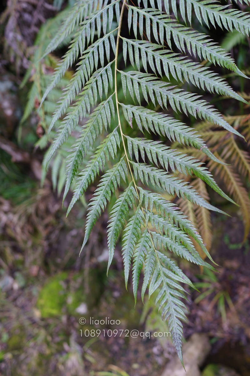 Woodwardia orientalis photo 2