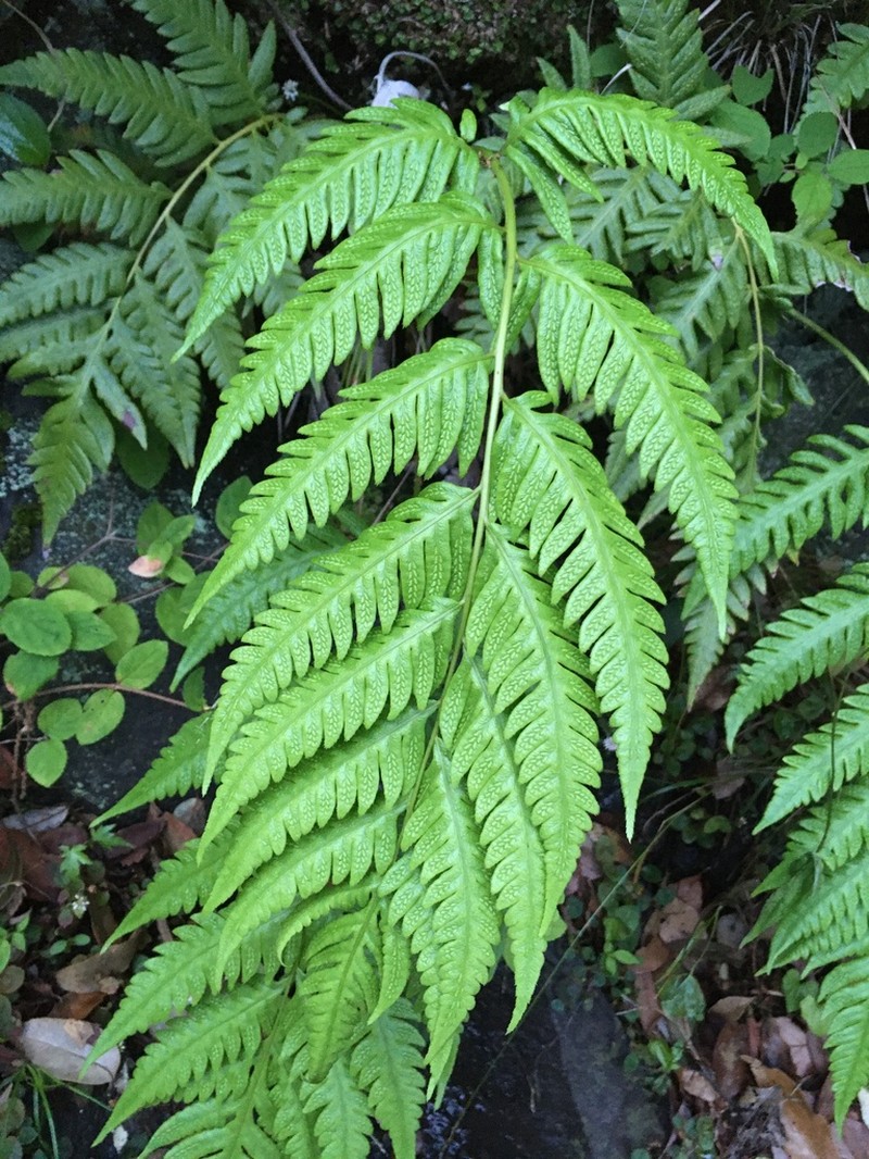 Woodwardia orientalis photo 3