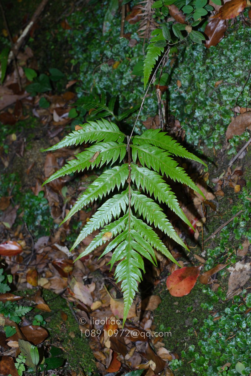 Woodwardia orientalis photo 4