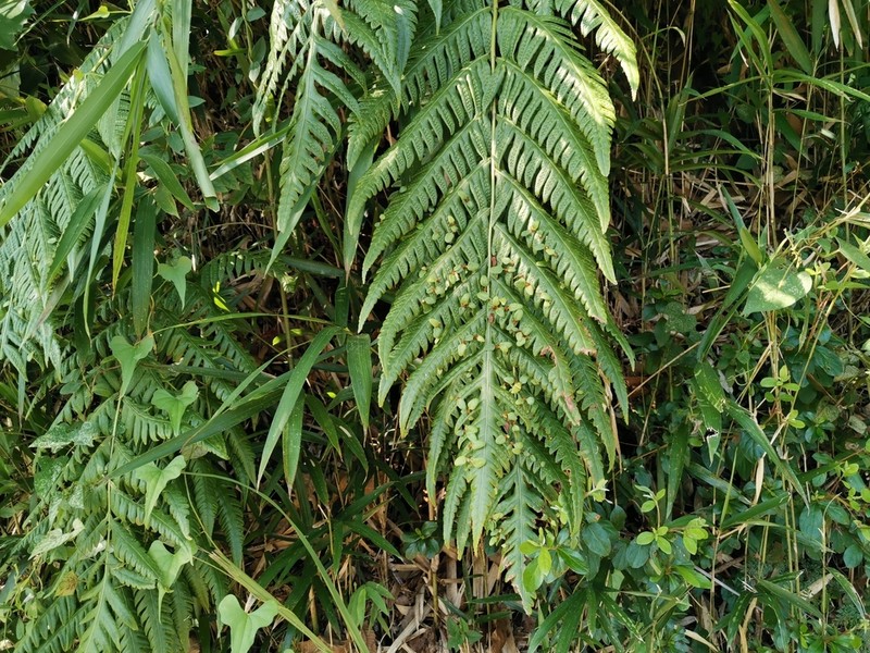 Woodwardia orientalis photo 5