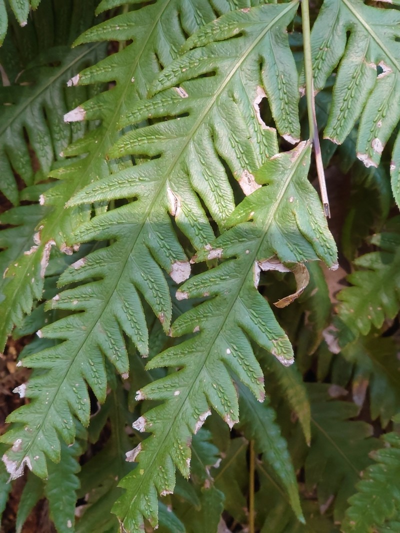 Woodwardia orientalis photo 6