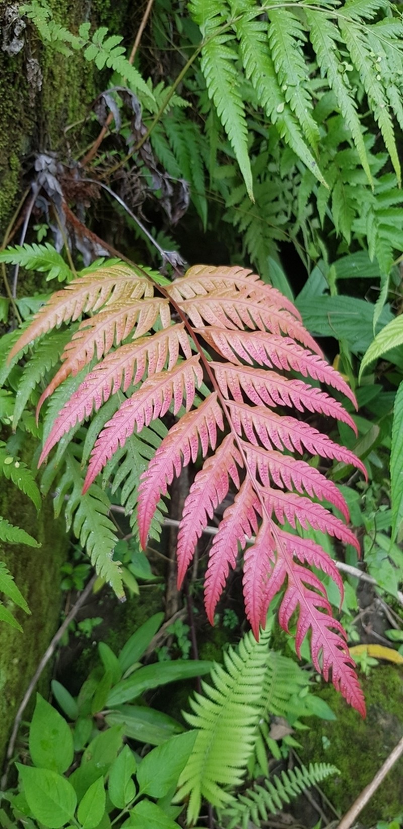 Woodwardia orientalis photo 7