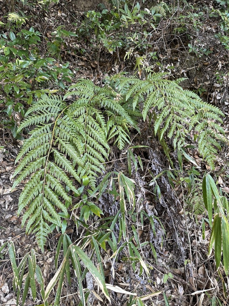Woodwardia orientalis photo 8
