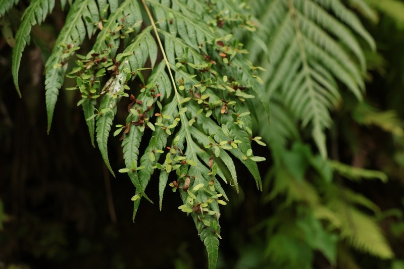 Woodwardia prolifera