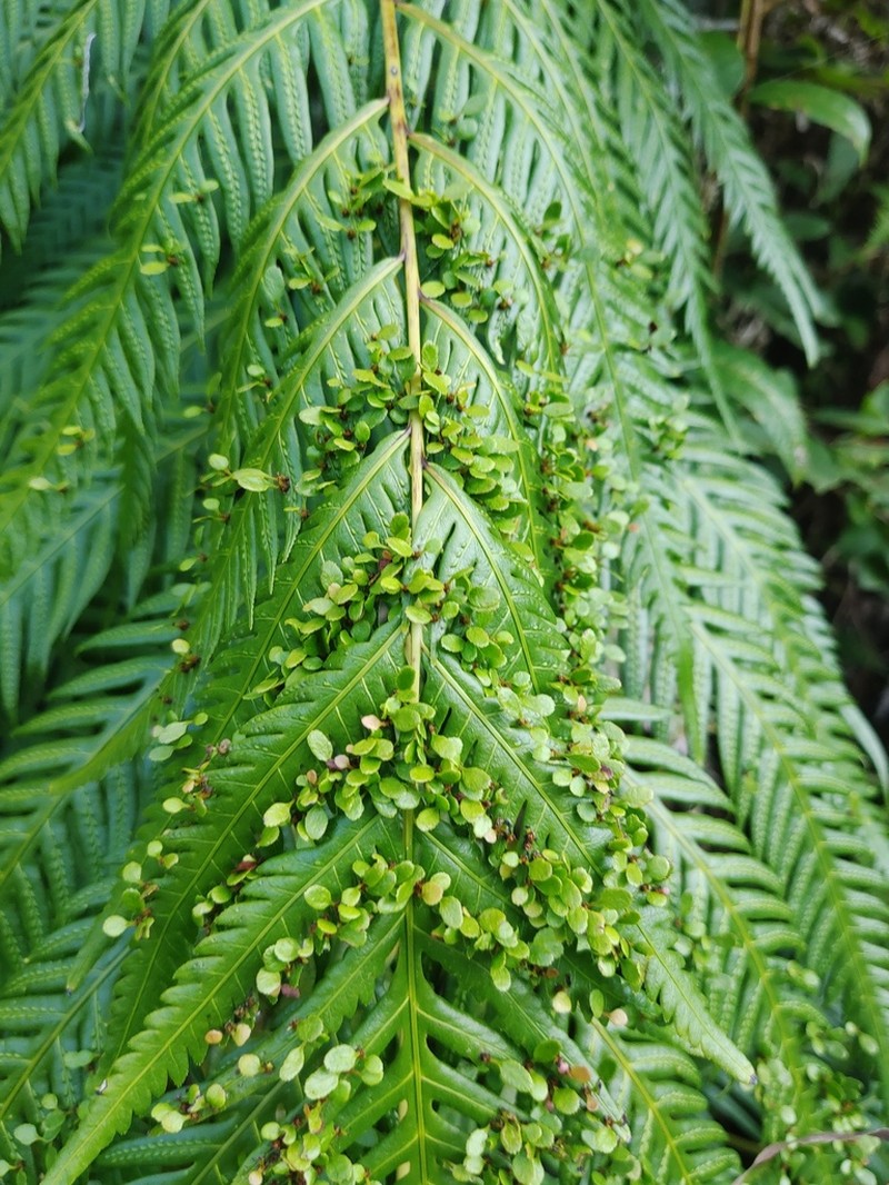 Woodwardia prolifera photo 2