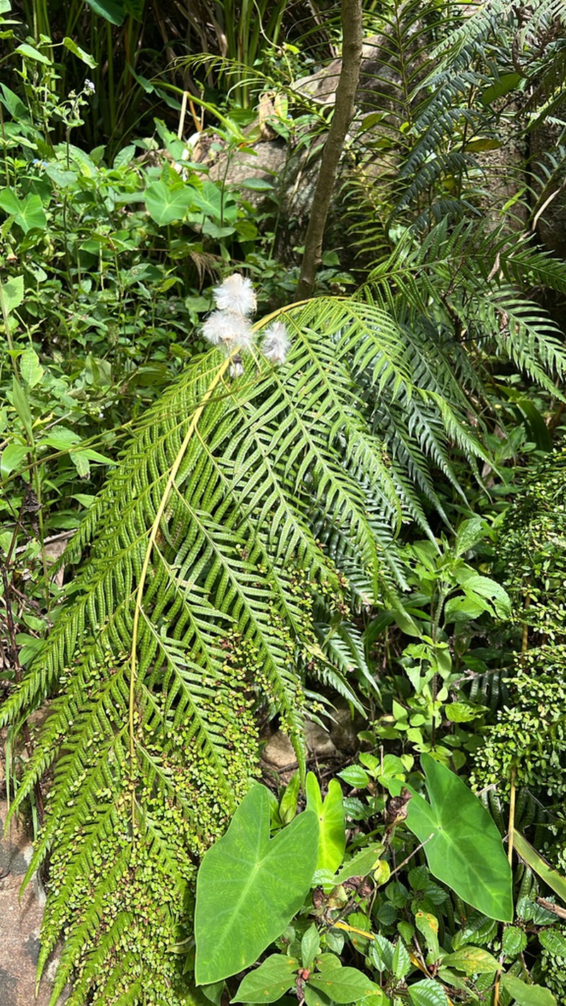Woodwardia prolifera photo 3