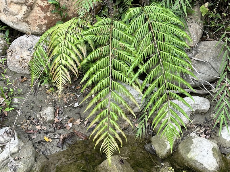 Woodwardia prolifera photo 4