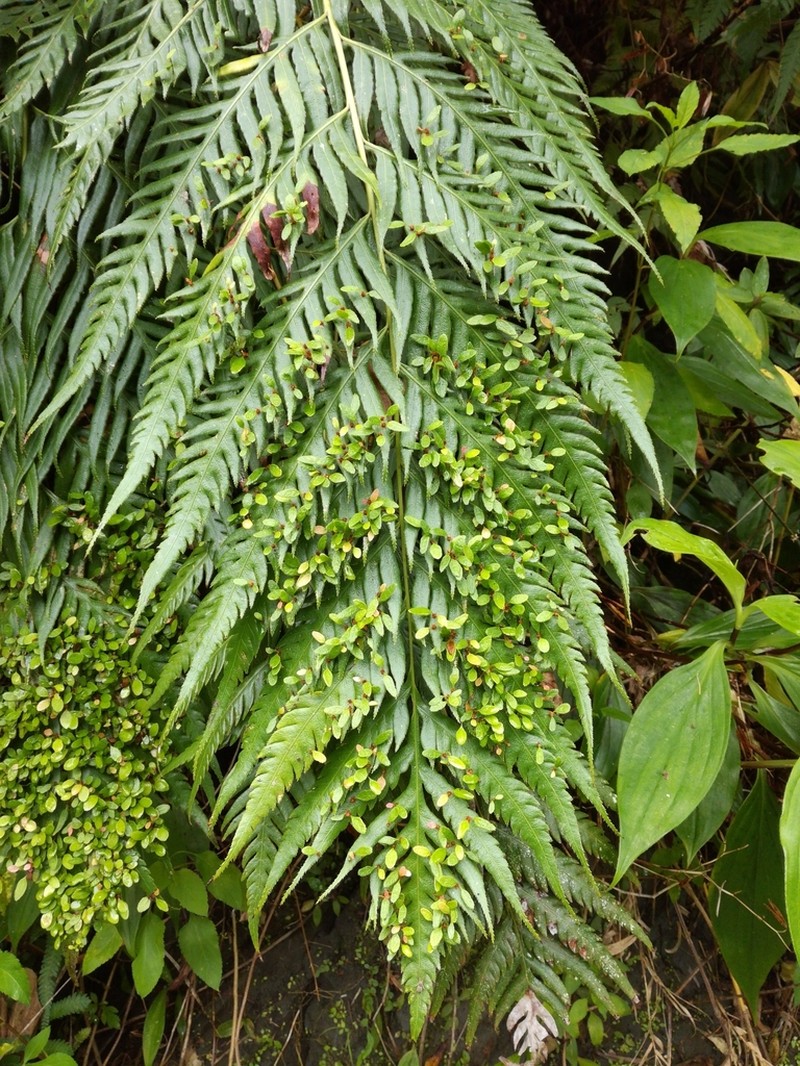 Woodwardia prolifera photo 5