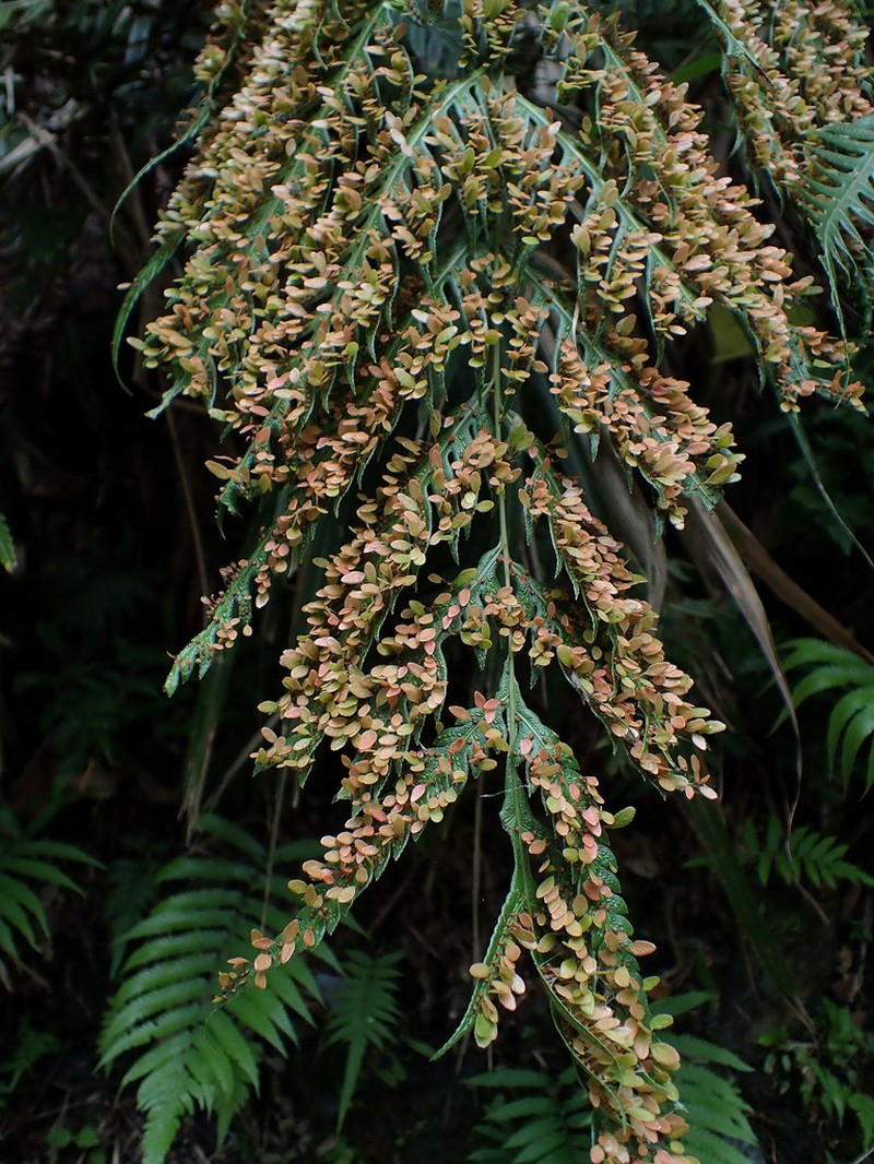 Woodwardia prolifera photo 6