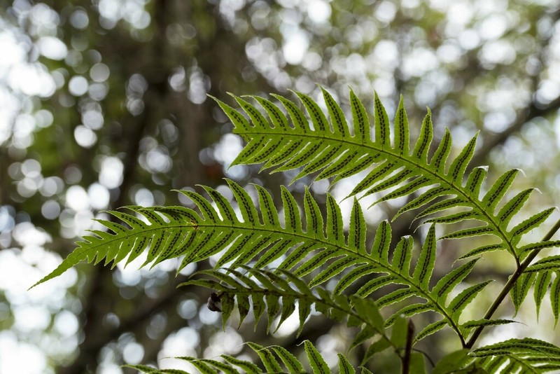Woodwardia prolifera photo 7