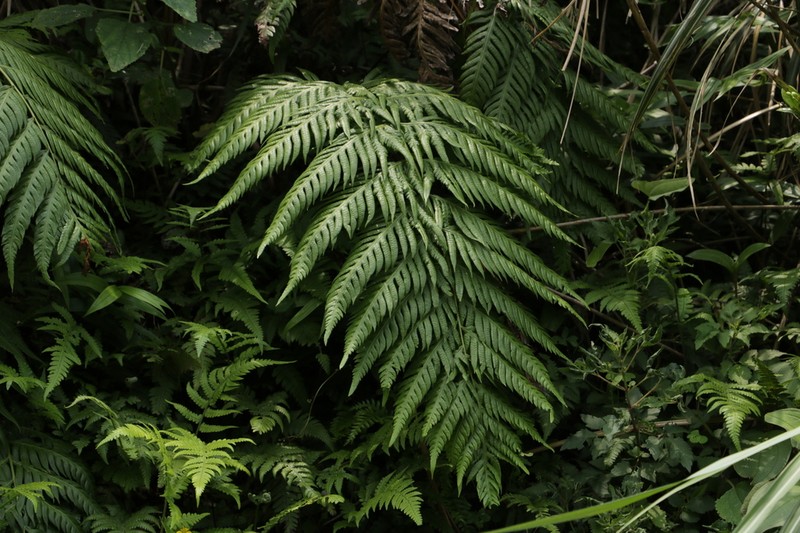 Woodwardia prolifera photo 8