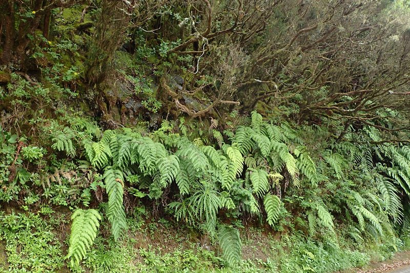 Rooting Chainfern photo 7