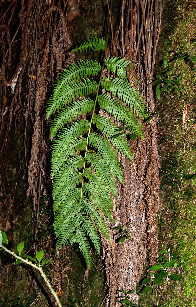 Rooting Chainfern photo 3